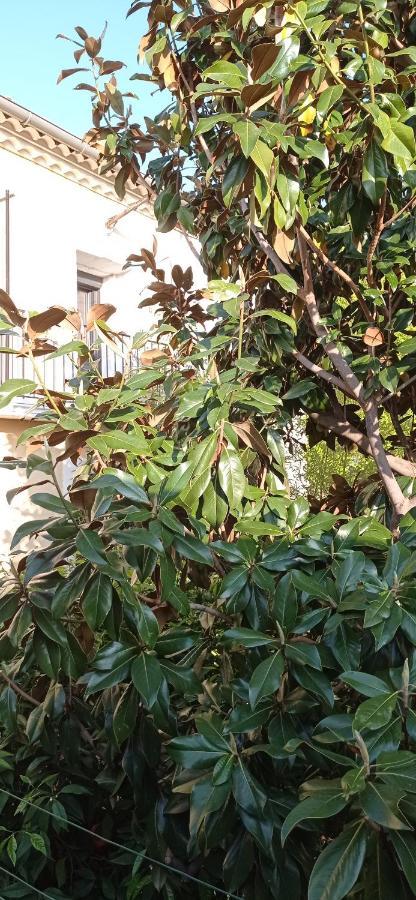 Les Chambres Du Magnolia Canet  Exterior foto